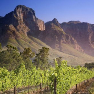 South-African-vineyard